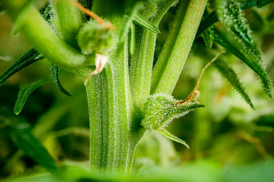 Extreme macro shot of Northern Light female cannabis flower showing detailed calyx structure and white pistils during early bloom