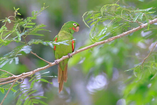White-eyed parakeet, Psittacara leucophthalmus, Parque Nacional Madidi, Bolivia