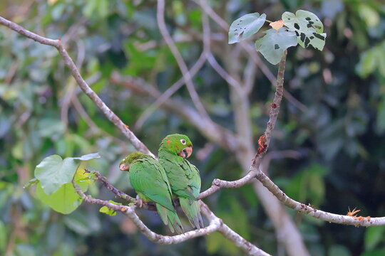 White-eyed parakeet, Psittacara leucophthalmus, Parque Nacional Madidi, Bolivia