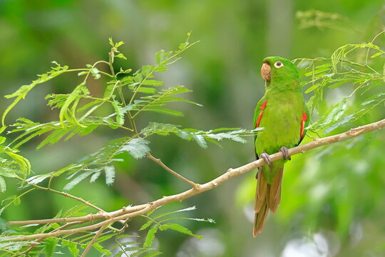 White-eyed parakeet, Psittacara leucophthalmus, Parque Nacional Madidi, Bolivia