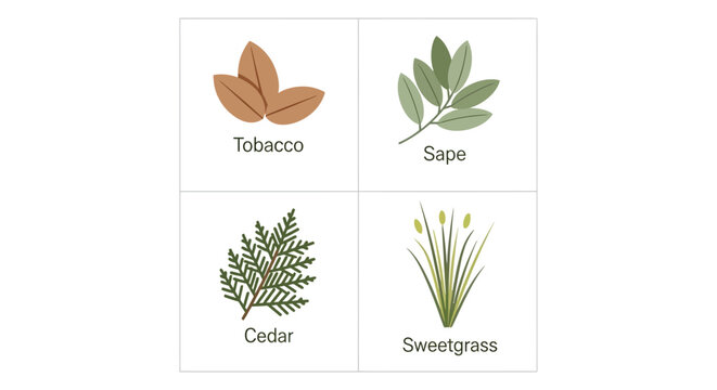 Set of four sacred indigenous medicinal plants including tobacco sage cedar and sweetgrass.