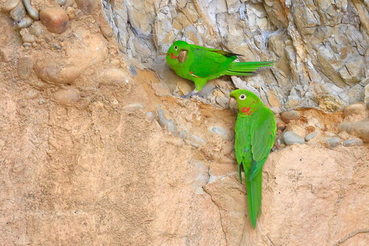 White-eyed parakeet, Psittacara leucophthalmus, Parque Nacional Madidi, Bolivia