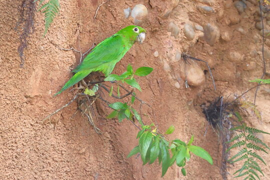 White-eyed parakeet, Psittacara leucophthalmus, Parque Nacional Madidi, Bolivia