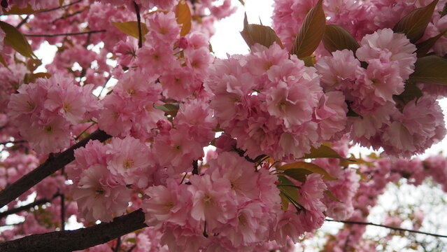 Prunus Kanzan, serrulata lannesiana Cerasus Sato-zakura Sekiyama Koidz, Kwanzan or Sekiyama is flowering cherry cultivar. Deciduous tree, pink flowers. April in Serbia. Double flower with many petals.