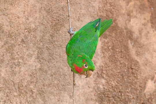 White-eyed parakeet, Psittacara leucophthalmus, Parque Nacional Madidi, Bolivia