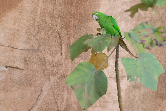 White-eyed parakeet, Psittacara leucophthalmus, Parque Nacional Madidi, Bolivia