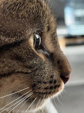 Extreme close up of tabby cat face with eye whiskers and nose detail