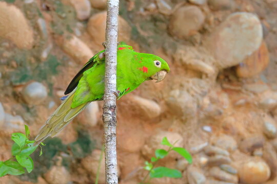 White-eyed parakeet, Psittacara leucophthalmus, Parque Nacional Madidi, Bolivia
