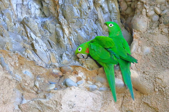 White-eyed parakeet, Psittacara leucophthalmus, Parque Nacional Madidi, Bolivia