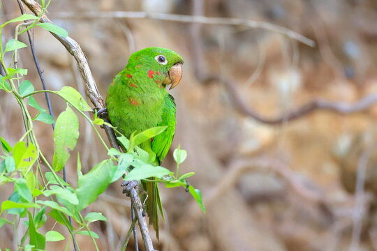 White-eyed parakeet, Psittacara leucophthalmus, Parque Nacional Madidi, Bolivia