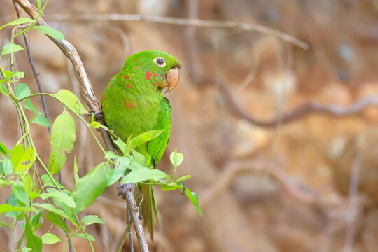 White-eyed parakeet, Psittacara leucophthalmus, Parque Nacional Madidi, Bolivia