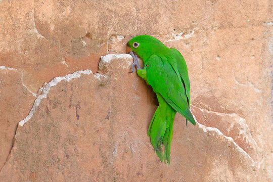 White-eyed parakeet, Psittacara leucophthalmus, Parque Nacional Madidi, Bolivia