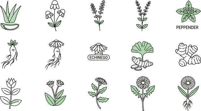 Medicinal herbs line art vector set with aloe echinacea peppermint ginger and botanical plants outline illustration isolated on white background