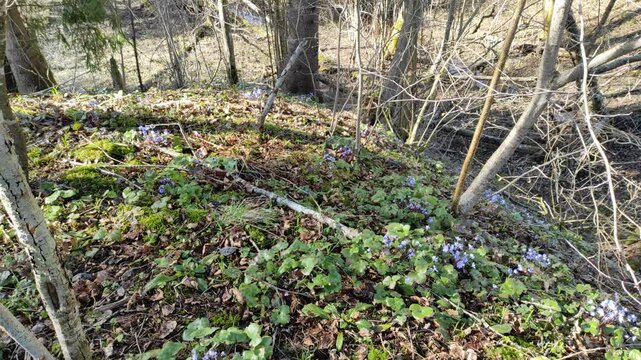 Snowdrops in the forest