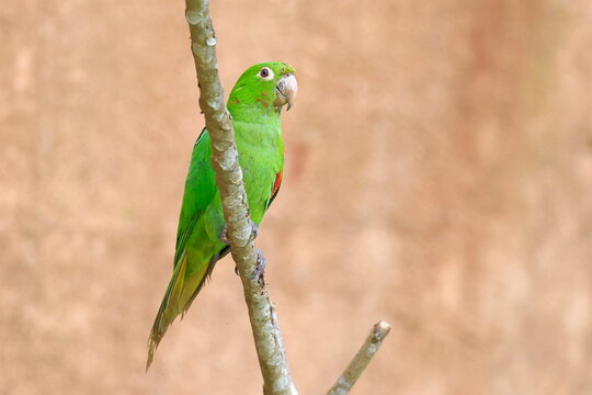 White-eyed parakeet, Psittacara leucophthalmus, Parque Nacional Madidi, Bolivia