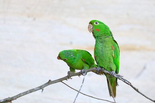 White-eyed parakeet, Psittacara leucophthalmus, Parque Nacional Madidi, Bolivia