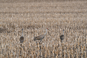 Fototapeta premium Sandhill Cranes in Stubble Field