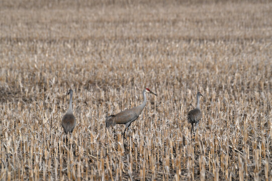 Sandhill Cranes in Stubble Field