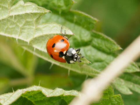 Coccinelle &agrave; sept points Coccinella septempunctata sur feuille en macro d&eacute;tail insecte auxiliaire du jardin