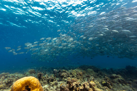 A large school of Bigeye trevally (Caranx sexfasciatus) swims over a coral reef.