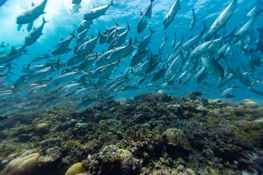 A school of Jacks (Caranx spp.) swims over a vibrant coral reef in clear blue water.