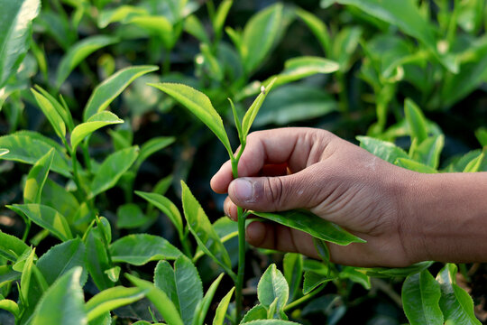 Hand Picking Tea Leaves in Nature