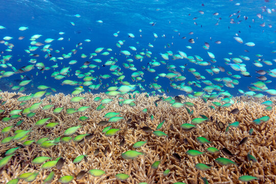 A school of green chromis (Chromis viridis) swims above a coral reef in clear blue water.