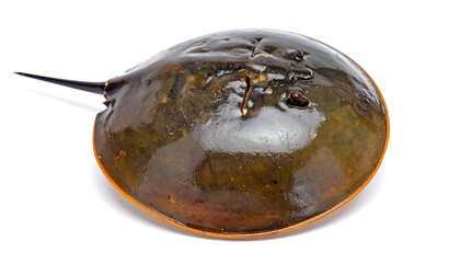 Fototapeta premium Brown, round horseshoe crab with long tail on white surface, close-up centered shot; smooth, shiny carapace