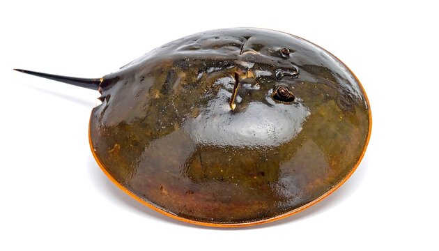 Brown, round horseshoe crab with long tail on white surface, close-up centered shot; smooth, shiny carapace