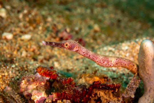 A pipefish (Syngnathinae) swims near the seabed, its body adorned with small red spots.