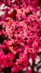 Fototapeta premium pink rose petals
