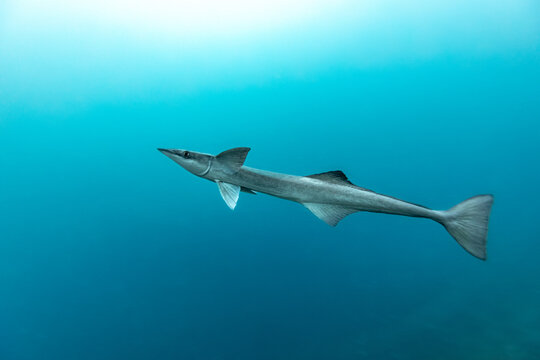 A Remora (Remora remora) swims in the clear blue ocean.