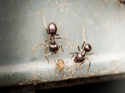 Fourmis luisantes Lasius fuliginosus en interaction avec puceron trophallaxie &eacute;levage symbiose en macro