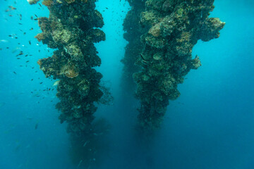Underwater view of coral-encrusted pilings with small fish swimming around them in clear blue water. © Pete Niesen Photo