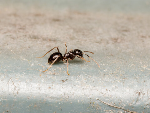 Fourmi luisante Lasius fuliginosus en macro sur surface avec d&eacute;tails du corps brillant et des antennes