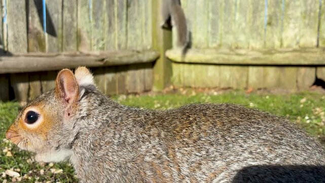 Gray squirrel extreme close-up fur walking backyard grass lawn fence eye level camera shot