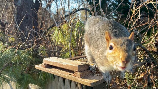 Gray squirrel inspects camera jumps knocks over close-up shot funny blue sky sunny
