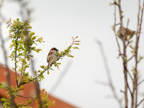 Moineau domestique Passer domesticus m&acirc;le pos&eacute; sur branche dans un environnement urbain et v&eacute;g&eacute;talis&eacute;