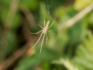 Araignée tétragnathe Tetragnatha sp sur toile avec longues pattes et corps allongé en milieu naturel © Colombe Delons