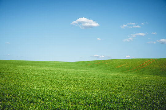 Expansive green landscape under a clear blue sky on a sunny day with soft clouds creating a serene atmosphere.