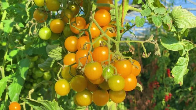 Ripe yellow cherry tomatoes (Solanum lycopersicum var. cerasiforme) growing on vine in sunny garden close up