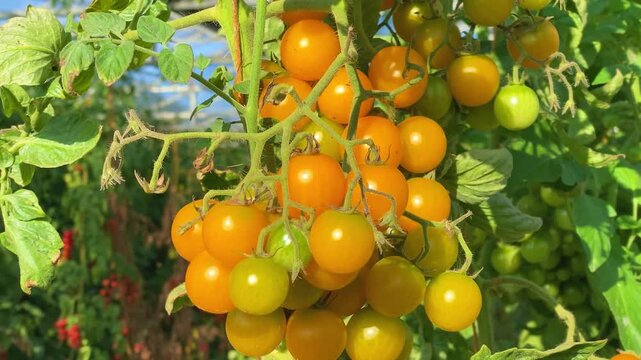 Ripe yellow cherry tomatoes (Solanum lycopersicum var. cerasiforme) growing on vine in sunny garden close up