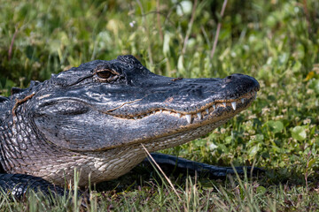 Obraz premium American Alligator Resting in Grass Side Profile Close Up