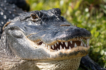 Fototapeta premium Close Up of American Alligator Head and Teeth in Sunlight