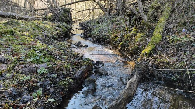 A small stream in the forest №2