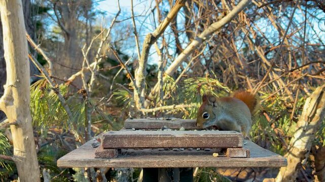 American Red Squirrel stares at camera while perched on a wood feeder soft evening light close-up eye level shot cute