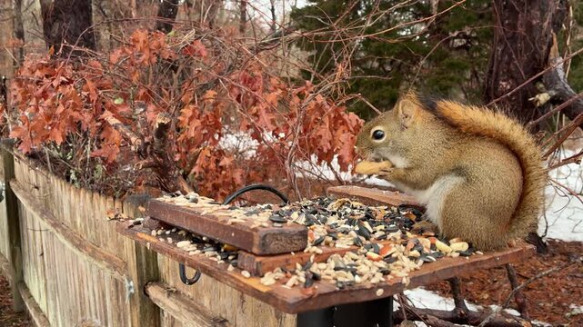 American Red Squirrel eats a peanut while perched on a wooden feeder winter scene snow close-up cute