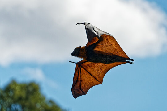 A Grey-headed flying fox fruit bat, returning to roost. Yarra Bend Park, Kew, Melbourne, Australia.