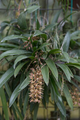 Obraz premium Tropical orchid with cascading flower cluster and long green leaves, exotic epiphytic plant growing in botanical garden with natural soft background and lush foliage.
