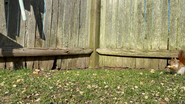 Cute American Red Squirrel on ground grabs peanut runs backyard grass lawn sunny weathered wood fence